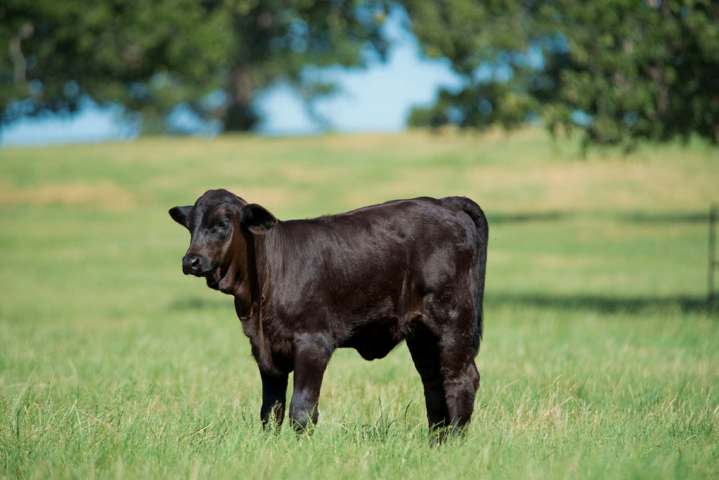 Gallery Hillwood Land and Cattle