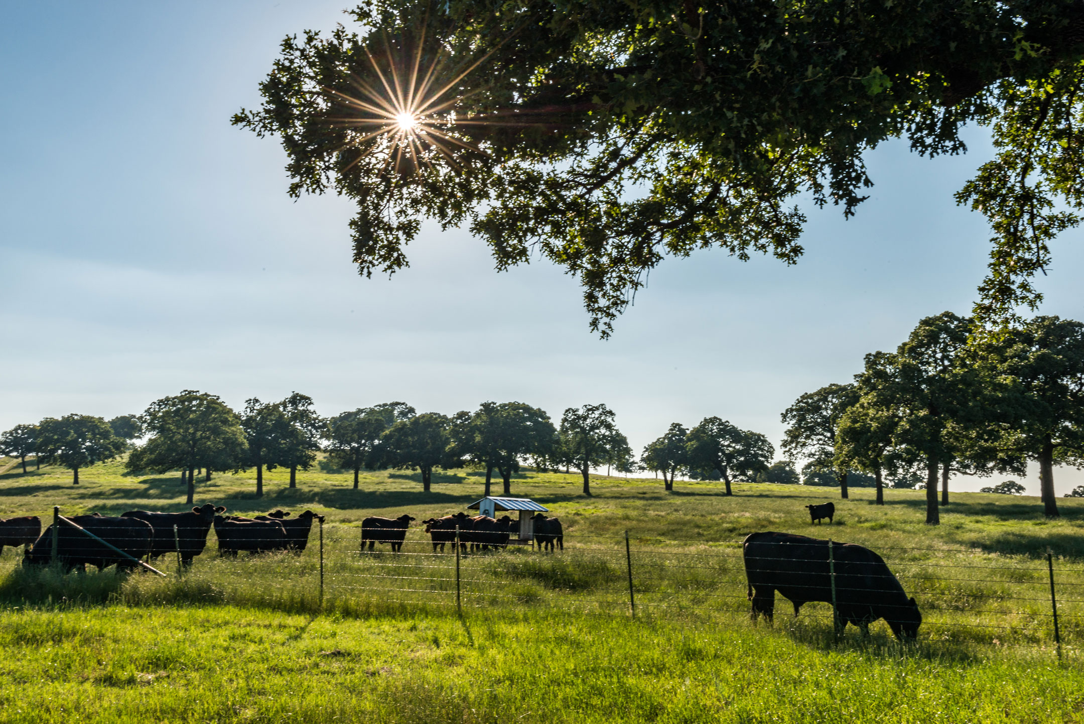 Hillwood Land and Cattle Hillwood A Perot Company