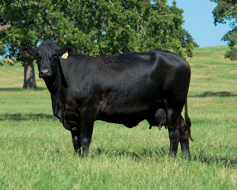 cattle-selection cattle-selection