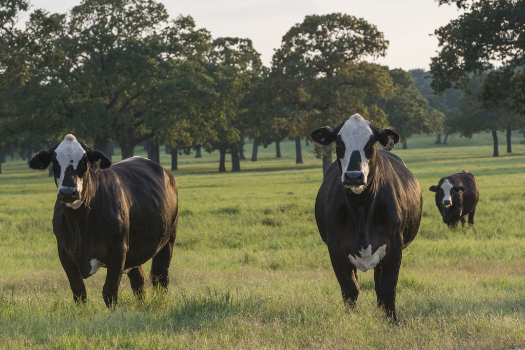 Gallery Hillwood Land and Cattle
