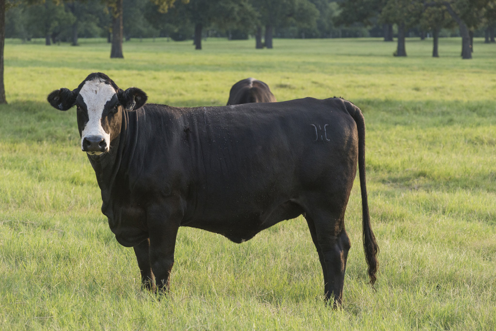 Gallery Hillwood Land and Cattle