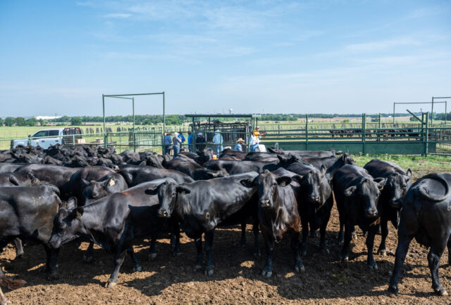 Hillwood Land and Cattle ranchers